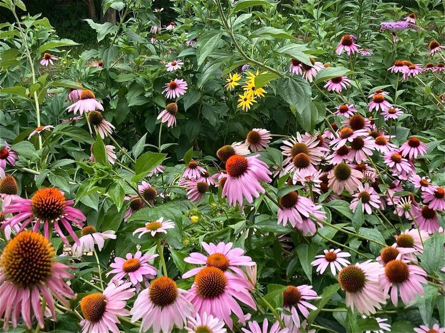 Trendy Bohemian Bungalow, Close To Uptown, Plaza & Noda