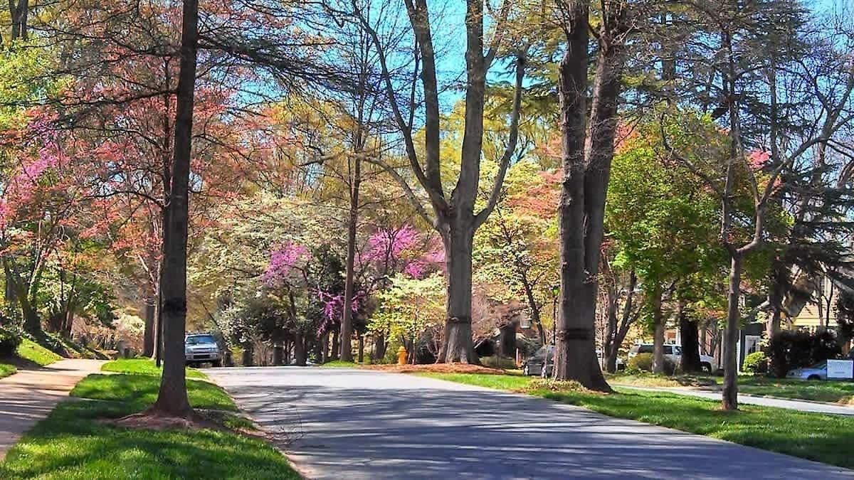 Relax And Recharge In Myers Park * Charlotte