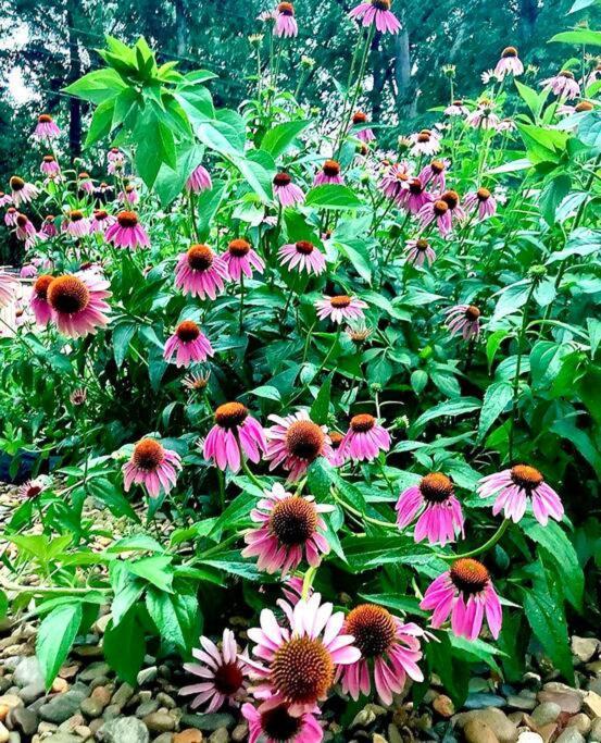 Trendy Bohemian Bungalow, Close To Uptown, Plaza & Noda *