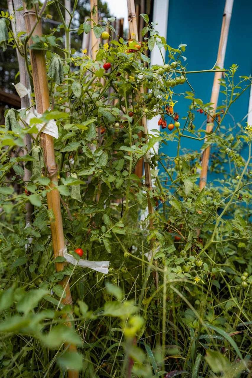 Harry's Tea House - Cozy Tiny Near Noda Holiday home Charlotte