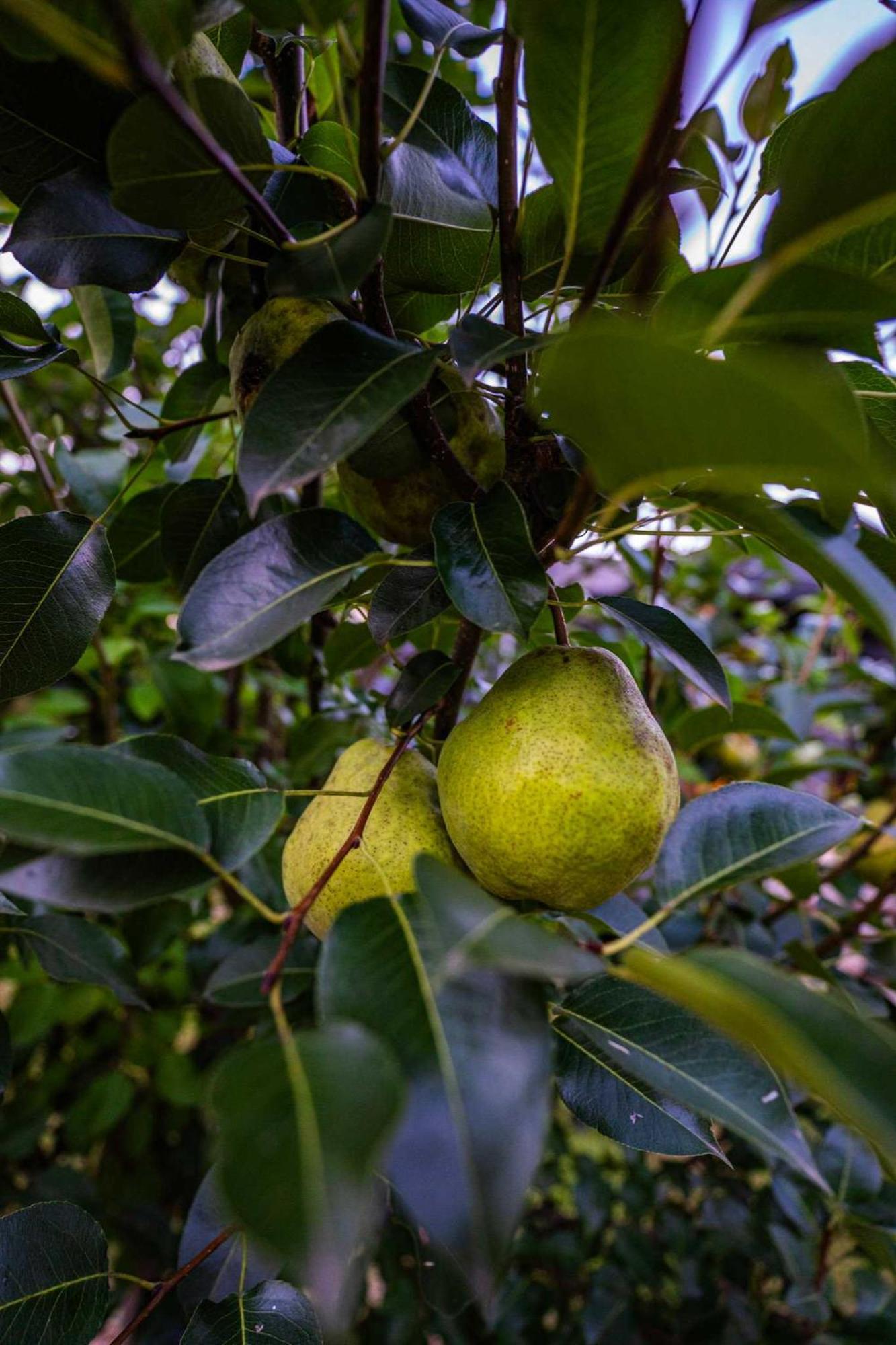 Harry's Tea House - Cozy Tiny Near Noda * Charlotte