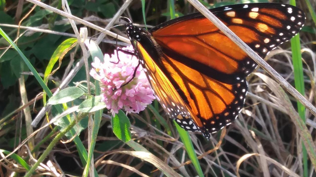 Hotel Baymont By Wyndham Charlotte-airport Coliseum Charlotte